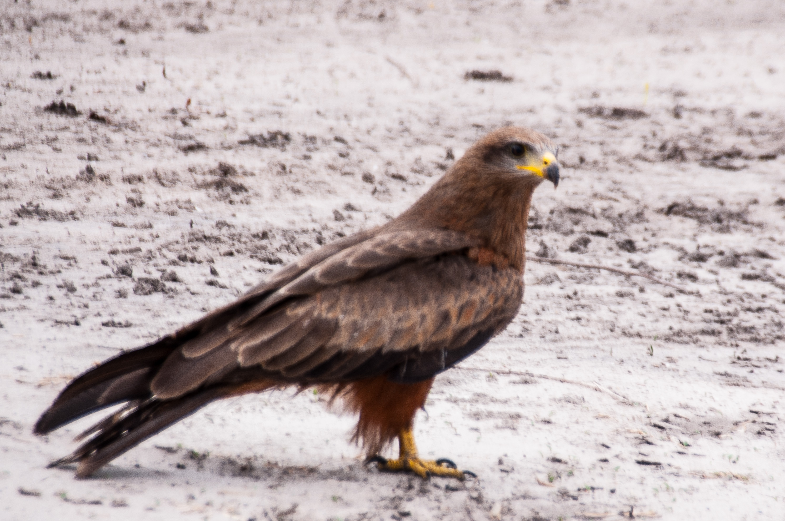 Milan noir adulte (Black kite, Milvus migrans), Chobe National Park, Botswana.